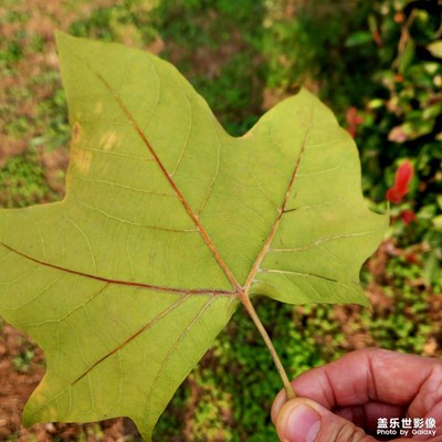 【见微知著 】+秋冬交接顽强的植物