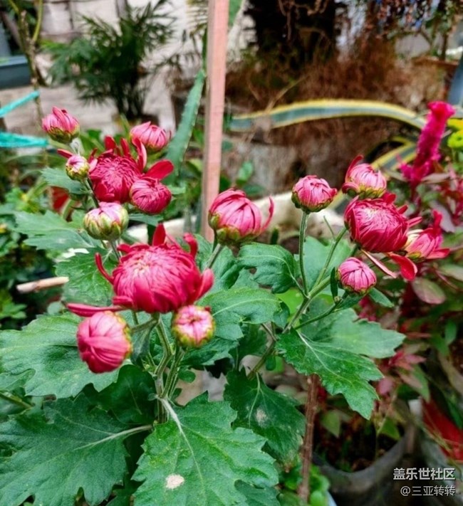 【秋意浓】花草树木