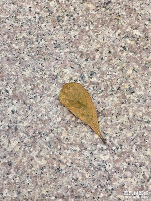 【见微知著】广东的秋天