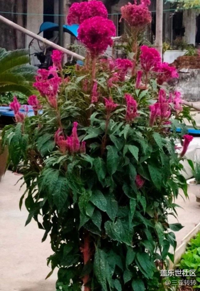 【秋意浓】花草树木