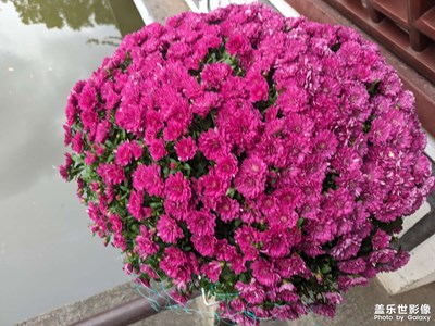 【斑斓萧瑟】+秋意渐浓，菊花正盛