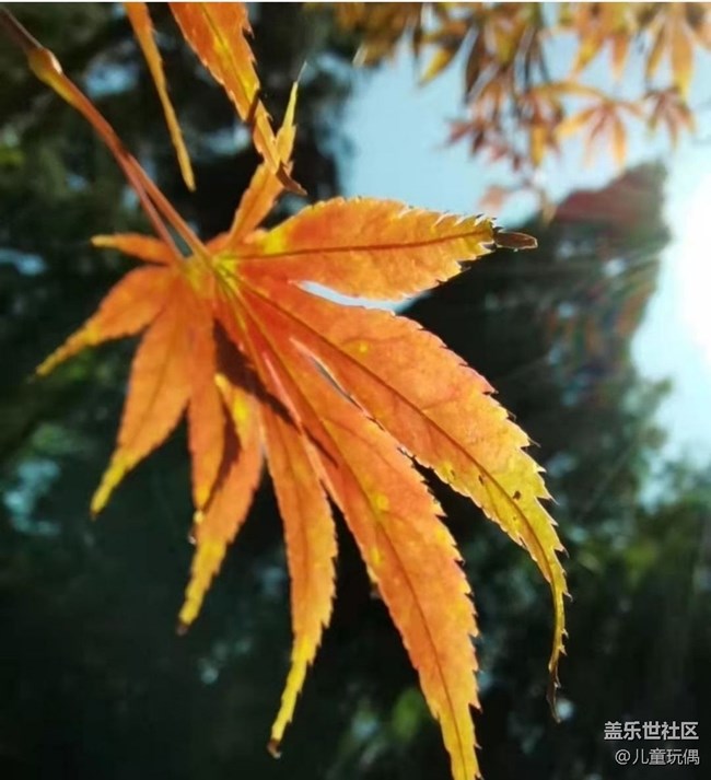 【秋意浓】枫叶