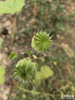 【斑斓萧瑟】+ 冬季植物