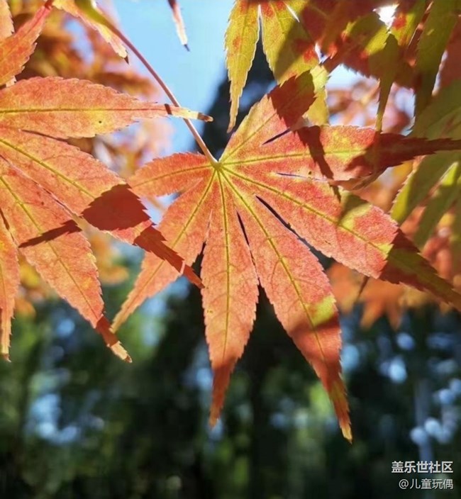 【秋意浓】枫叶