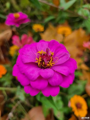 【见微知著】繁花