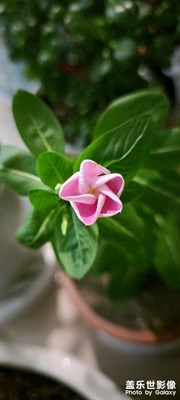 一花一世界