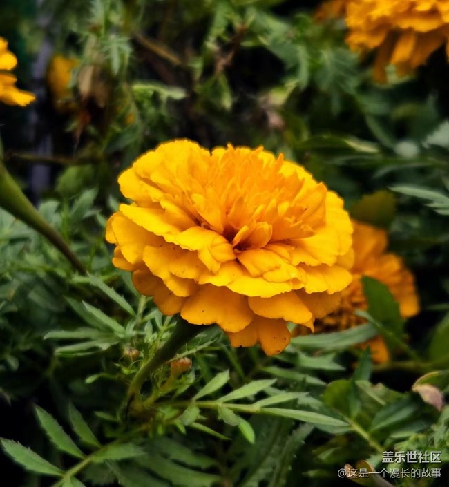 已开奖【旅行版十一月第五期】金色回忆