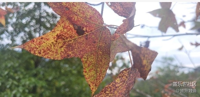 【秋意浓】赏枫