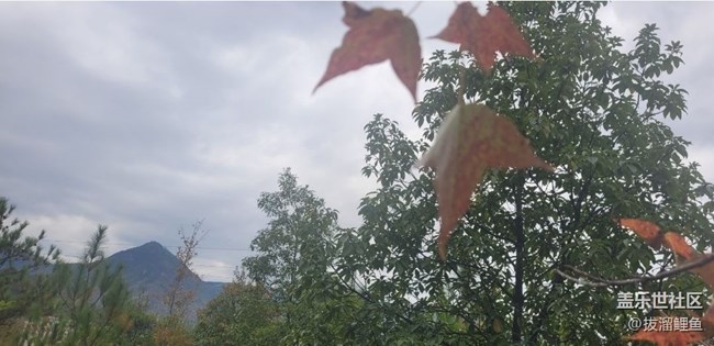 【秋意浓】赏枫