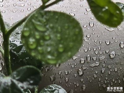 【见微知著】绿叶下的水珠