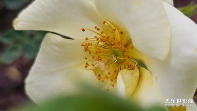 【见微知著】月季