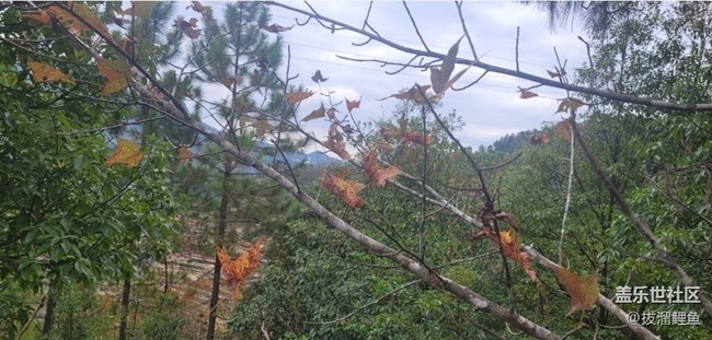 【秋意浓】赏枫