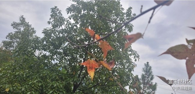 【秋意浓】赏枫