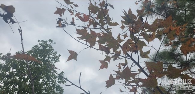 【秋意浓】赏枫