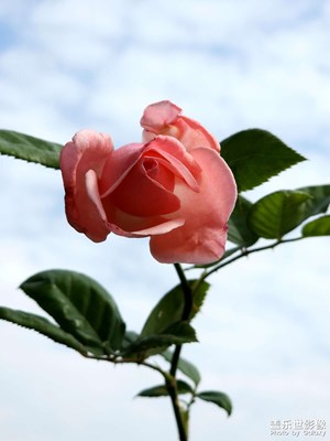 【见微知著】一花一物一视界