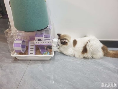 仓鼠