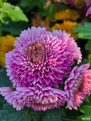 【见微知著】菊花