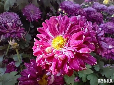【见微知著】艳丽的花