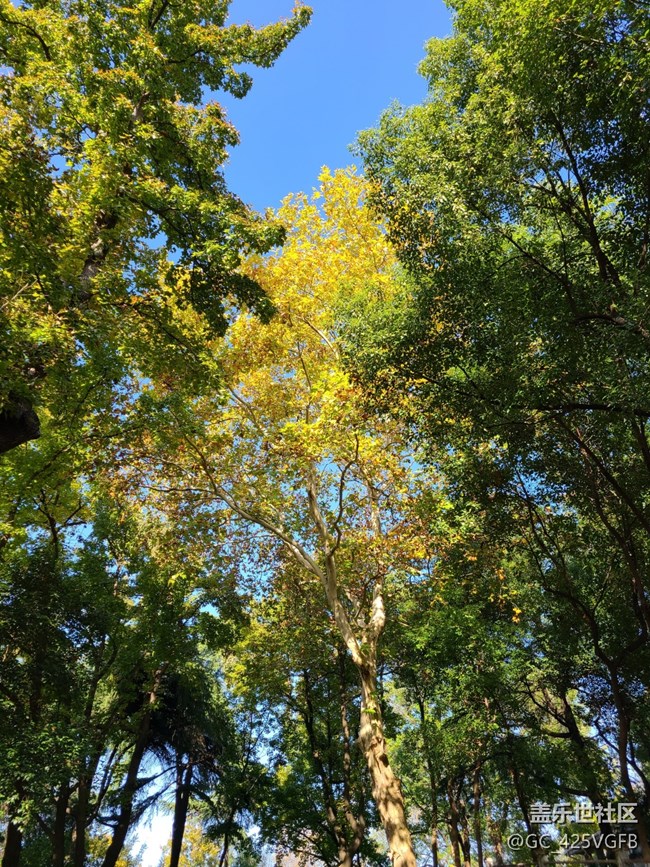 #秋天的道路——晴朗的秋天