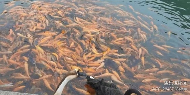 【秋意浓】银杏