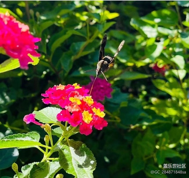 【秋暮冬初】蝶恋花