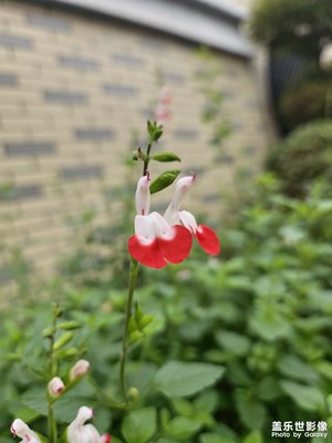 樱桃鼠尾草