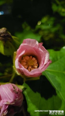 【斑斓萧瑟】+一朵小花