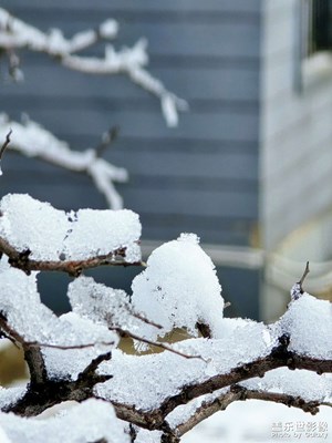 【见微知著】+雪花❄️