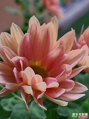 【见微知著】+微距下的花花草草