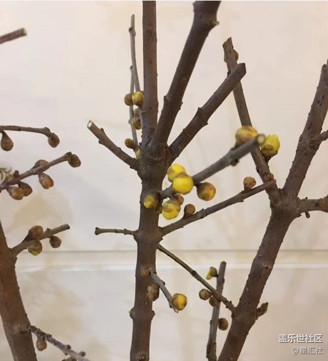 【秋暮冬初】静待花开