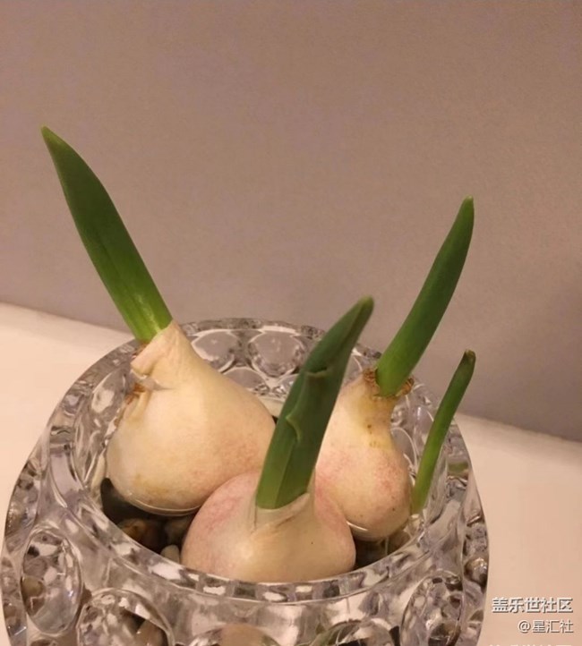 【秋暮冬初】静待花开