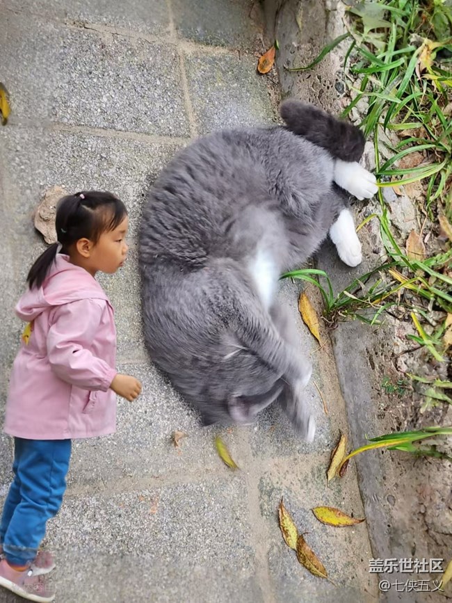 【AI绘图大赛】好大一只猫