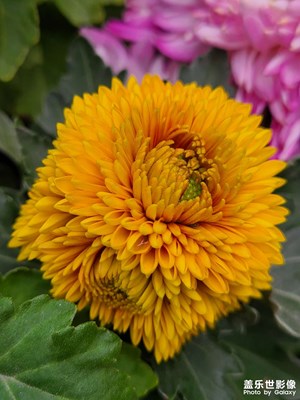 【见微知著】初冬菊花开