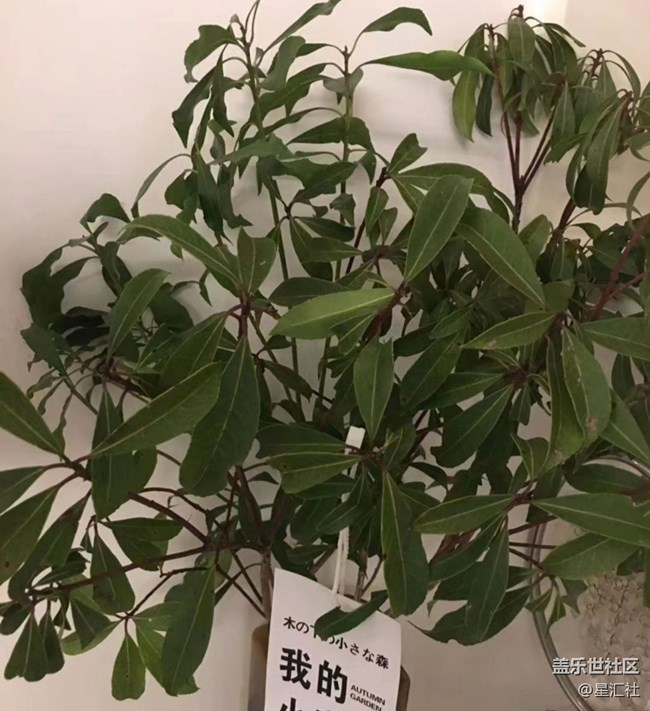 【秋暮冬初】静待花开