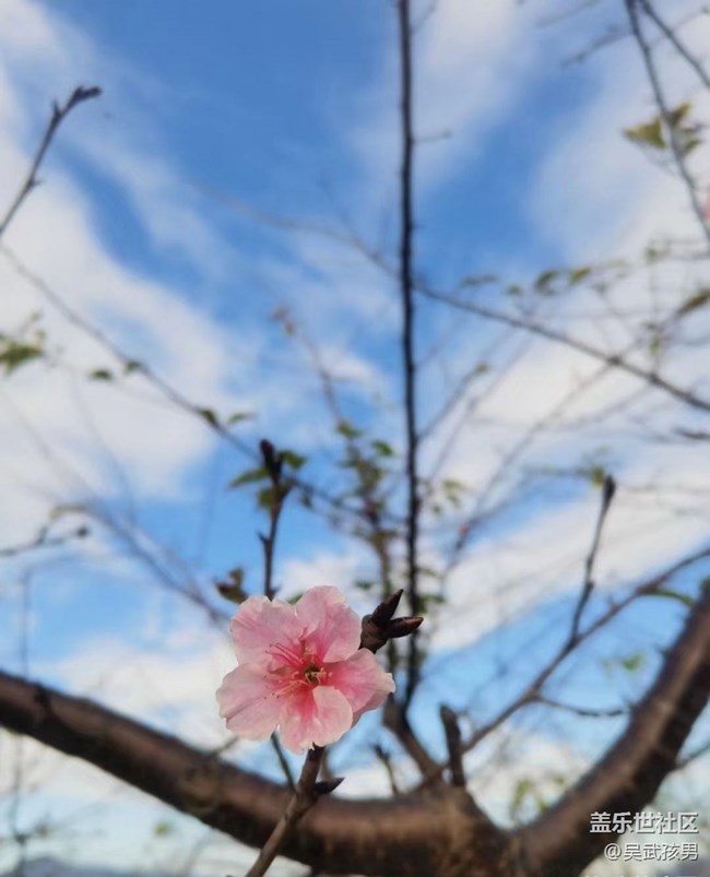 【秋意浓】樱花