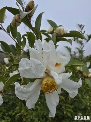 【如影随形】+ 相遇山茶花