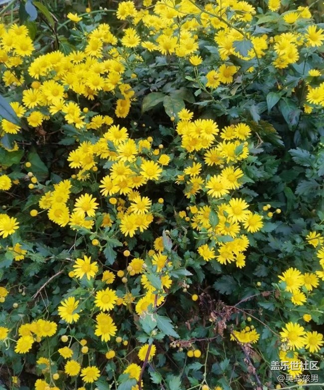 【秋意浓】樱花