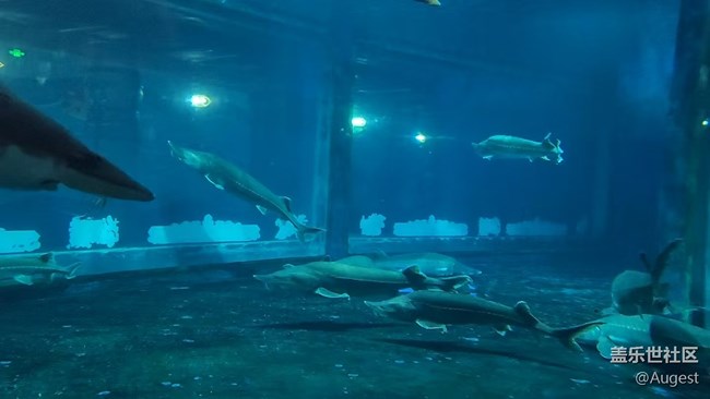 【秋意浓】东湖海洋公园