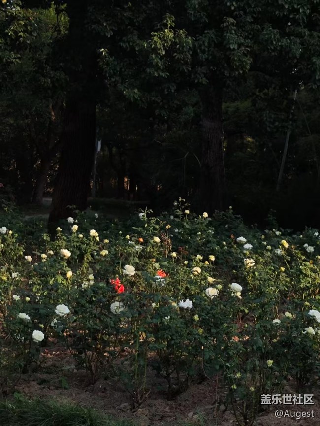 【秋意浓】落雁景区