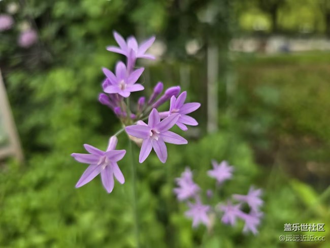 【秋意浓】秋天的花