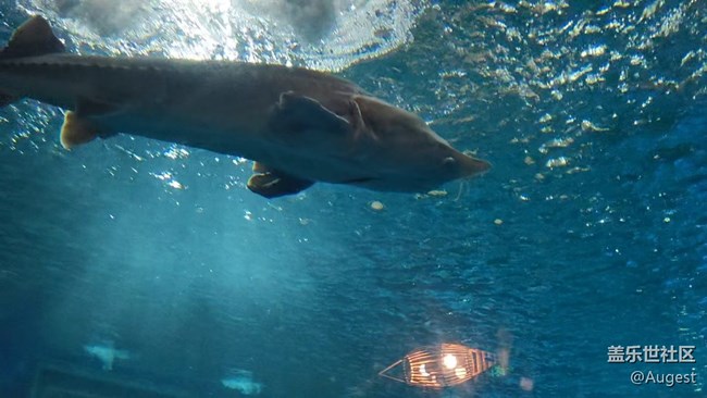 【秋意浓】东湖海洋公园