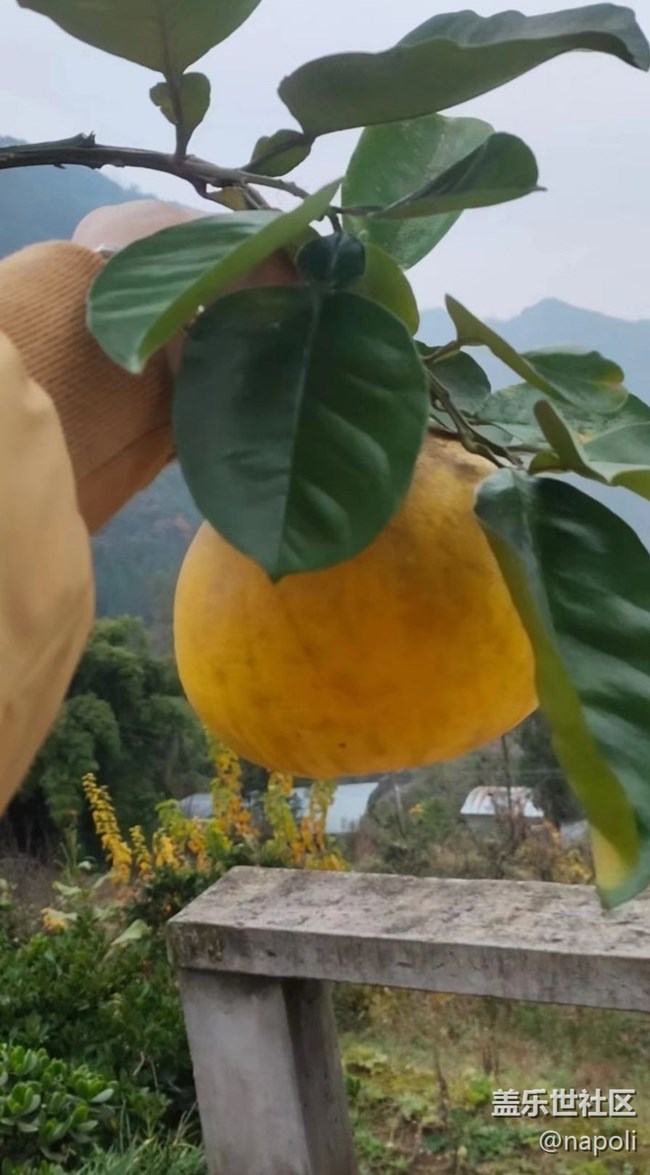 【金色回忆】回村扫荡