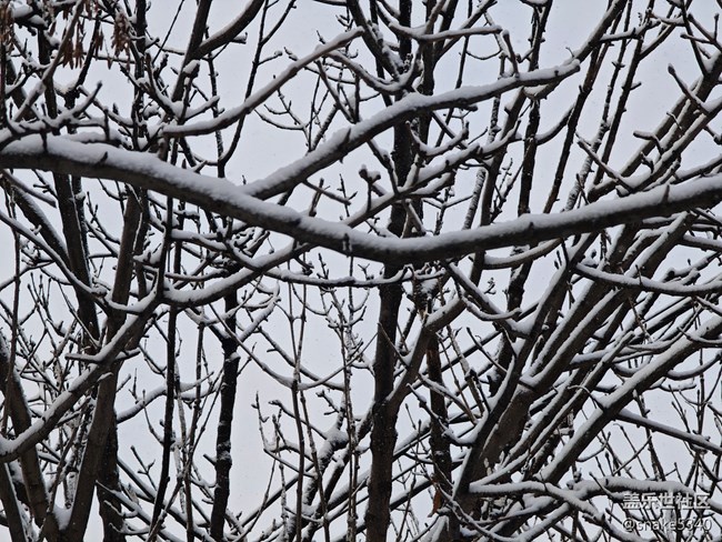 【人生是旷野】+晶莹的雪