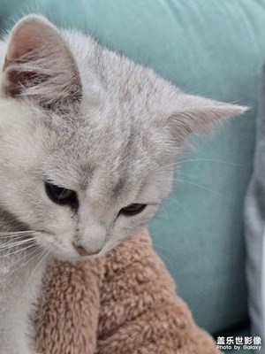 【见微知著

】猫猫
