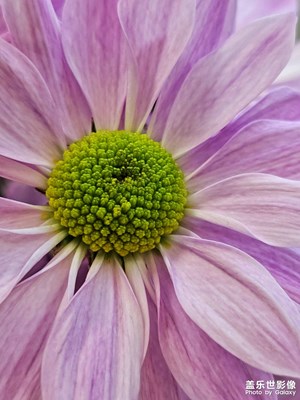 【见微知著 】
花语细语，见微知著