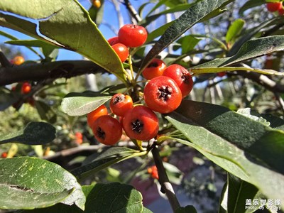 【见微知著】+洞察植物