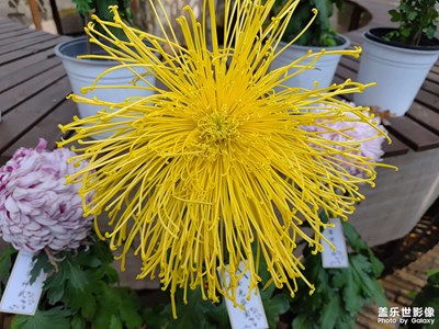 【见微知著 】秋日菊花