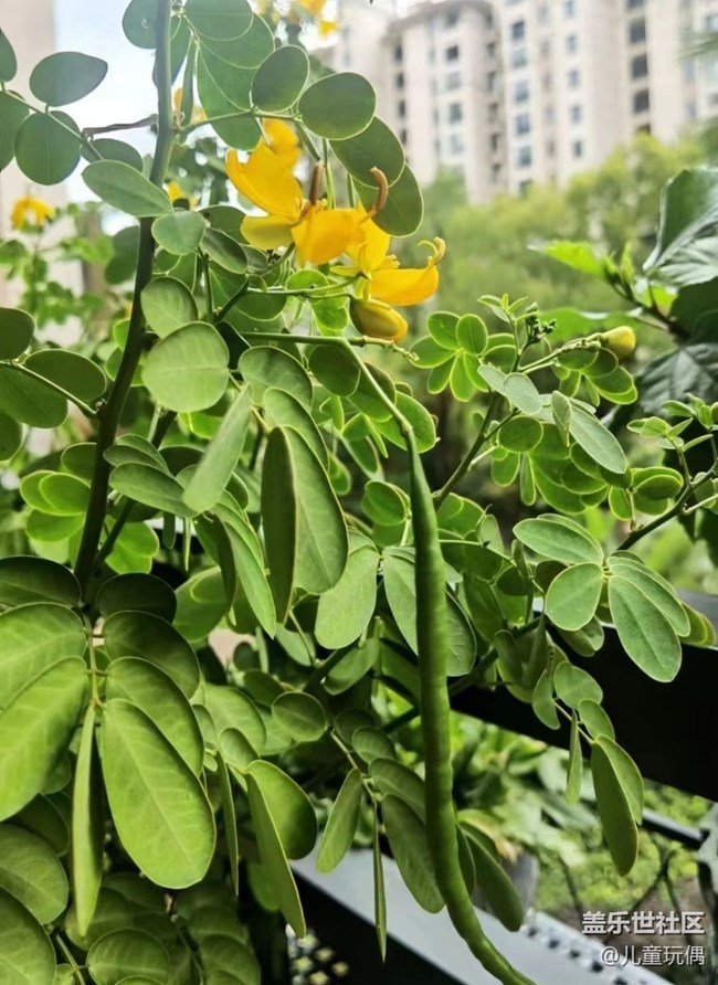 【秋暮冬初】花开满