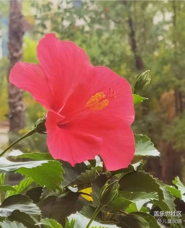 【秋暮冬初】花开满