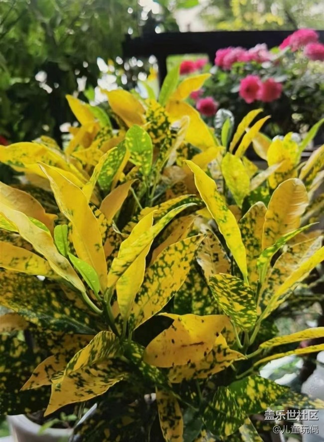 【秋暮冬初】花开满